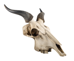 Bison skull with prominent horns for display or decor purpose png