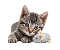 Playful kitten with toy mouse in cozy home setting png