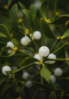 Close up view of mistletoe with white berries photo