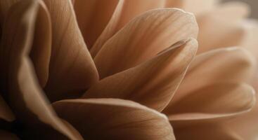 A close up view of layered flower petals photo