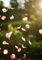 Falling rose petals in the sunlight, creating a soft, dreamy scene. photo