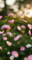 Floating rose petals in soft, dreamy light photo