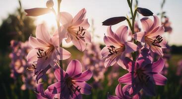 Pink lilies in the soft sunlight create a beautiful floral scene. photo