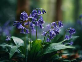 A Calm Grouping Of Bright Bluebell Flowers photo