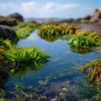 A Calm Tidal Pool Teeming With Marine Creatures photo