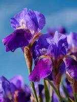 A Bright Group Of Purple Irises photo