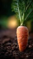 A Bright Orange Carrot is the Gardens Crunchy Delight photo