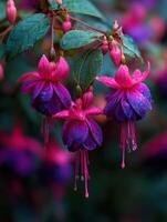 A Bright Group Of Fuchsia Flowers In Bloom photo
