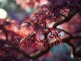 A Calm And Serene Japanese Maple Tree photo