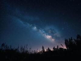 A Calm Flower Garden Under A Starry Night photo