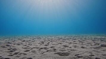 sun rays penetrate the seabed video