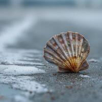 A Close Up Of A Fragile And Delicate Scallop Shell photo
