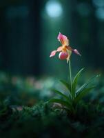 A Colorful Wildflower The Lively Heart Of The Meadow photo