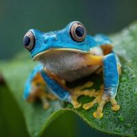 A Colorful Blue Frog In A Tropical Tree photo