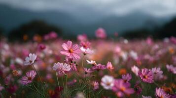 A Field Of Cosmos Flowers Bent By A Powerful Wind photo