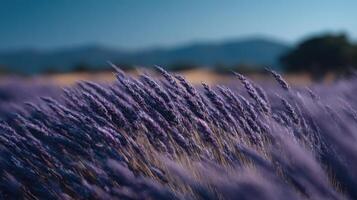 A Field Of Lavender Flowers Bent By A Strong Wind photo