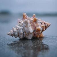 A Detailed View Of A Seashell Lying On Damp Sand photo