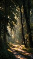 A Forest Path At Sunrise In A Tranquil Scene photo
