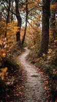 A Forest Trail In Autumn With Leaves That Crunch photo