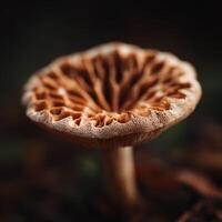 A Hidden Gem from the Forest the Mushroom Cap photo