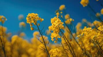 A Golden Field Filled With Canola Flowers photo