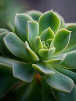 A Hardy And Colorful Succulent With Fine Details photo