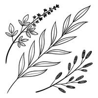 Modern bohemian collection of herb-inspired dividers and line breaks, drawn with clean black lines vector