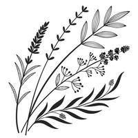 Boho Herb Divider Elements vector