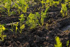 Carrot plants with bright green tops are thriving in well-tilled soil, soaking in the warm sunlight of the morning photo
