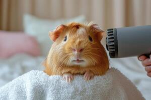 A guinea pig is drying off with a blow dryer photo