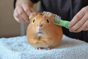 Guinea Pig Grooming with a Brush photo