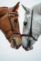 Two horses are facing each other with bridles on photo