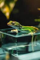 Green Lizard on Glass Container photo