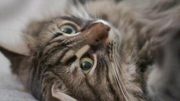 A cat laying on a bed with its eyes open video