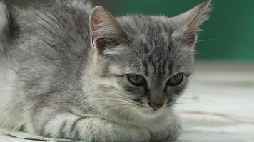 Cat, Grey, Portrait - Close-up of a gray cat looking at the camera, with a green background. video