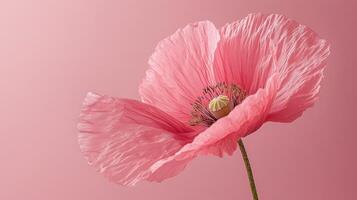 Vibrant pink poppy on a gradient background photo