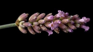 Close-up of a lavender sprig photo
