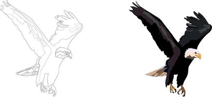 How to draw an eagle step by step vector