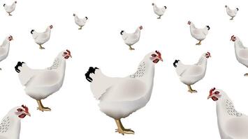 A flock of chickens is shown on a white background vector