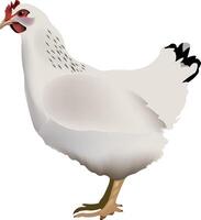 chicken standing on a white background vector