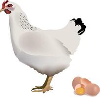 A chicken is standing next to an egg vector