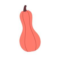 Elongated coral-colored squash with simple shape, perfect for seasonal illustrations, vegetable clipart or recipe design vector