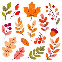 Set of autumn leaves, berries, twigs and acorns in warm seasonal colors for fall design, forest themes, or botanical decoration vector