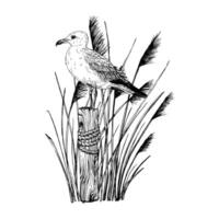 Seagull perched on a weathered wooden post wrapped in rope, surrounded by tall coastal grasses. Hand drawn illustration captures a peaceful maritime scene. Graphic sketch in line art style vector