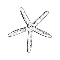 A starfish with five elongated arms and a dotted texture. Sea star hand drawn illustration painted by black ink. Sketch in line art style isolated on white background. For cards packages labels vector