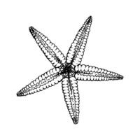 A starfish. Sea star with five elongated arms and a dotted texture. Hand drawn illustration painted by black ink. Sketch in line art style. Isolated on white. For cards packages labels vector