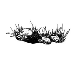 A natural cluster of rocks surrounded by tall, wild grass. Black and white outdoor scene. Graphic sketch in line art style. Hand drawn illustration isolated on white. For cards clip art label. vector