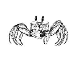 The highly detailed, black and white line drawing of a crab. Simple contour drawing, outline sketch. Hand drawn illustration isolated on white. Ideal for marine themed art label package. vector
