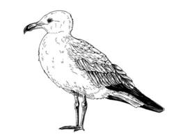 A seagull, common gull, mew, tern. The bird stands upright, facing left. Detailed black and white illustration. Hand drawn line art in sketch style. Isolated on white. For clipart packages vector