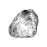 A single, textured seashell with swirling patterns and natural curves. Hand drawn black and white illustration. Ideal for coastal themed artworks, educational materials, or oceanic designs. vector